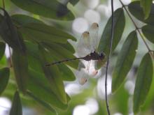 Brown Darner (Zyxomma petiolatum)