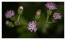 Ash Fleabane Flower