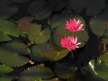 Star Water Lily (Nymphaea nouchali)