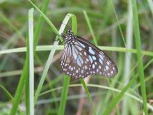  Blue Tiger (Tirumala limniace). Identification by Dr. R. Bhanumathi
