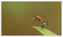 Album 0384: Mymoon Moghul collection - Insects, Mammals and Others