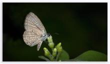 Apefly [Spalgis epius]