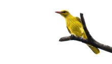 Golden oriole