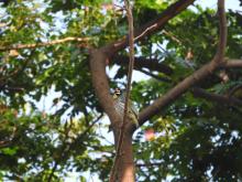 Coppersmith Barbet (Psilopogon haemacephalus)