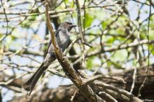 Ashy Drongo