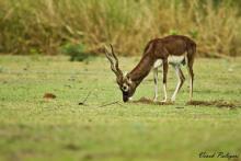 Blackbuck