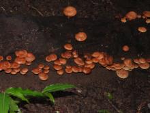 Album 0432: Sathasivam collection - Fungi