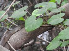 Rat Snake (Ptyas mucosa)
