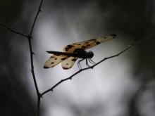 Picturewing (Rhyothemis variegata) (male)
