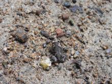 Ornate Narrow-mouthed Frog (Microhyla ornata)