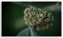 Common Spurge