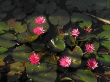 Star Water Lily (Nymphaea nouchali)