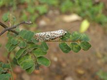 Moth (Utetheisa sp.). Identification by Mr. Yuvadeeban