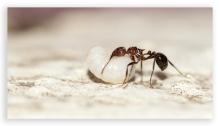 Album 0384: Mymoon Moghul collection - Insects, Mammals and Others