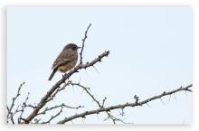 Pied bush chat (female)