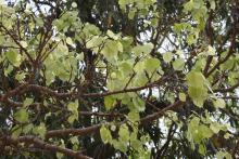 Pipal (Ficus religiosa) (fresh leaves)