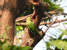 Rose-ringed Parakeet [Psittacula krameri]