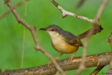 Ashy Wren Warbler