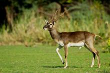 Black buck