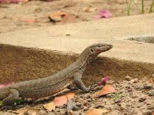 Monitor Lizard (Varanus bengalensis)