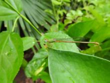 Coromandel Bush Dart (Ceriagrion coromandelianum)