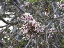  Pongamia (Milletia pinnata)