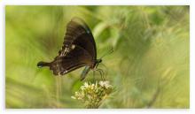 Common banded peacock [Papilio crino]