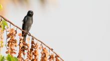 Ashy Drongo