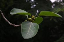 Banyan (Ficus benghalensis) (green fruits and leaves)