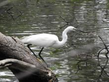 Little Egret [Egretta garzetta]