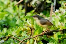 Ashy Wren Warbler