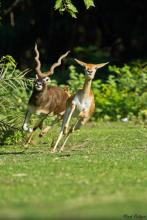 Blackbuck