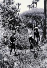 IIT campus: Clearing of bush area