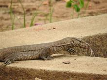 Monitor Lizard (Varanus bengalensis)