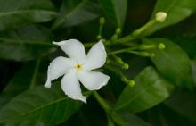 Crepe Jasmine