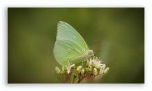 Common emigrant [Catopsilia pomona]