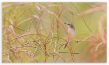Ashy Prinia
