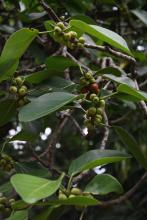 Banyan (Ficus benghalensis) (fruits and leaves)