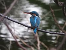 Small Blue Kingfisher [Alcedo atthis]