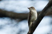 Asian Brown Flycatcher