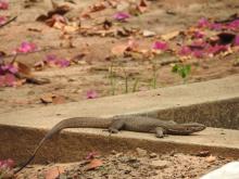Monitor Lizard (Varanus bengalensis)