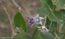 Crown Flower