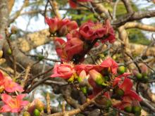 Red Silk Cotton (Bombax ceiba)
