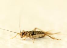 Cricket