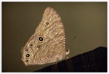 Common evening brown [Melanitis leda]