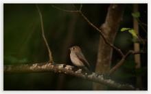 Asian Brown Flycatcher