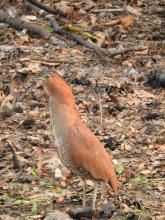 Malay Night Heron / Tiger Bittern [Gorsachius melanolophus]