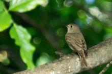 Asian Brown Flycatcher