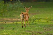 Blackbuck