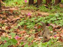 Monitor Lizard (Varanus bengalensis)